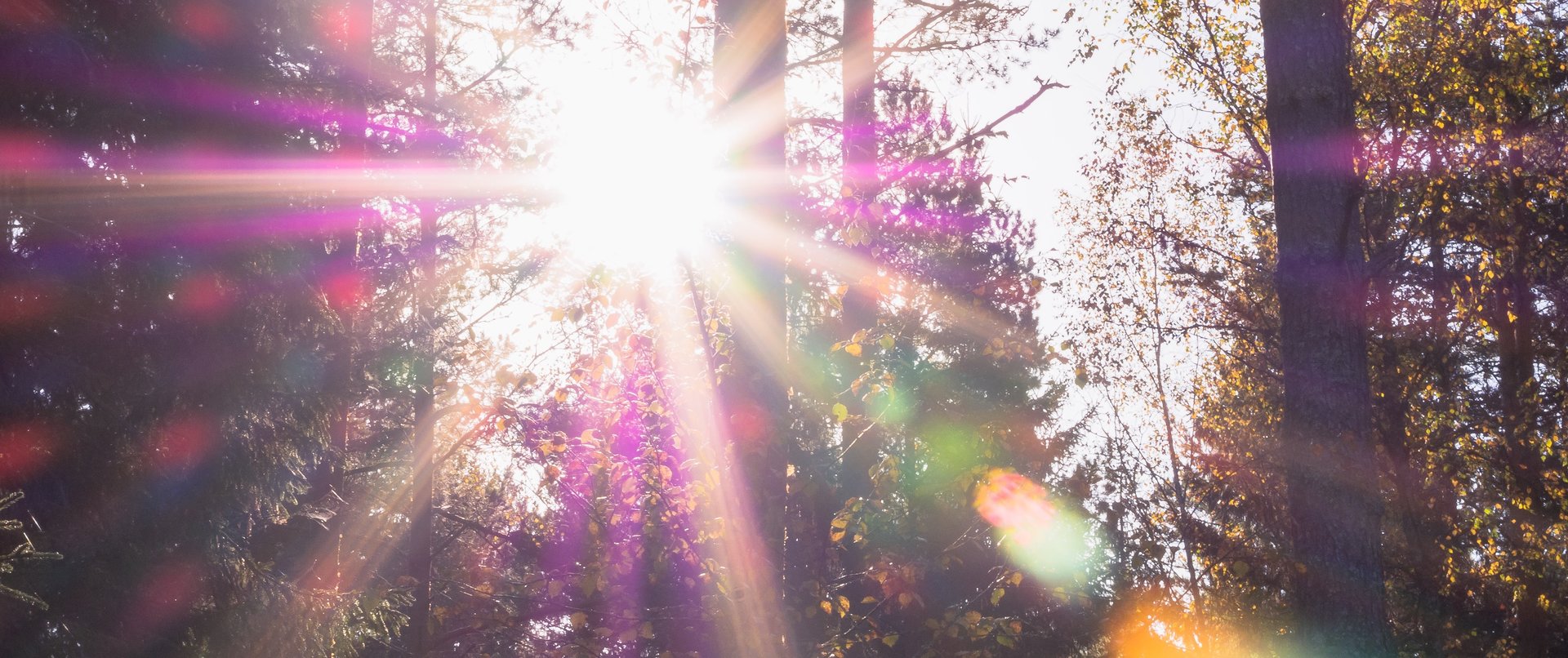 Starke Sonnenstrahlen im Wald, die durch das Geäst scheinen