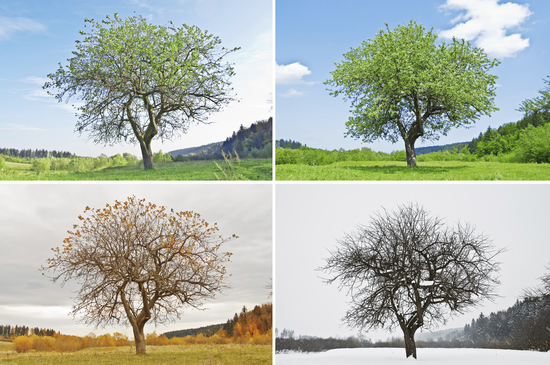 Ein Baum in den 4 unterschiedlichen Jahreszeiten mit sich änderndem Blattwerk Ein Baum in den 4 unterschiedlichen Jahreszeiten mit sich änderndem Blattwerk